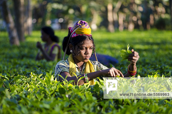 Teeblatt Frau Produktion Garten Asien Assam Indien zupfen Jahr