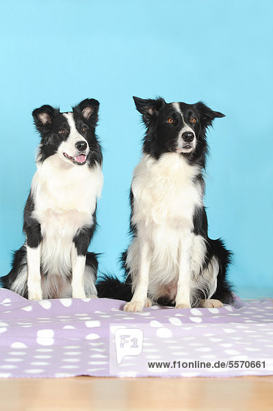 Zwei Border Collies sitzend  auf lila Decke  vor Türkis