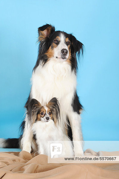 Papillon und Mischling aus Berner Sennenhund und Collie  sitzend  vor Türkis