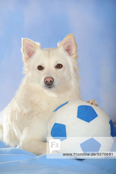 Spitz-Mischling  liegend  mit Pfote auf Ball