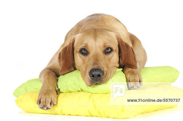 Yellow Labrador Retriever bitch lying on two pillows