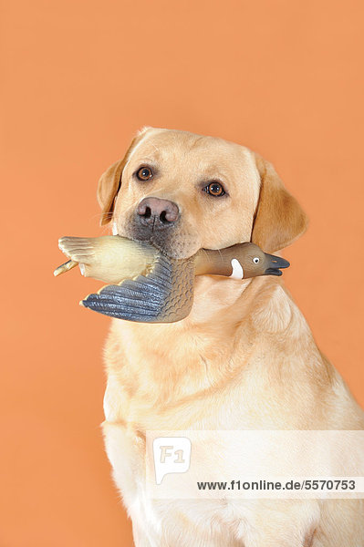 Gelber Labrador Retriever  Portrait mit Gummiente im Maul