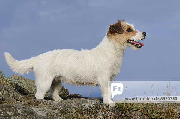 Jack Russell Terrier  stehend auf Felsen