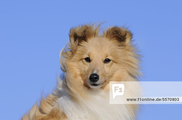 Sheltie  Shetland Sheepdog  Farbe Sable  Portrait