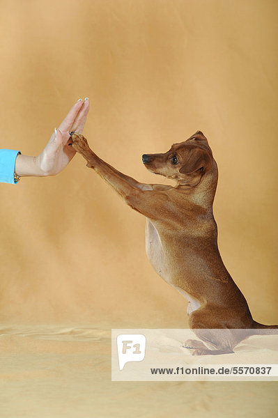 Brauner Zwergpinscher gibt die Pfote in die Hand  High five