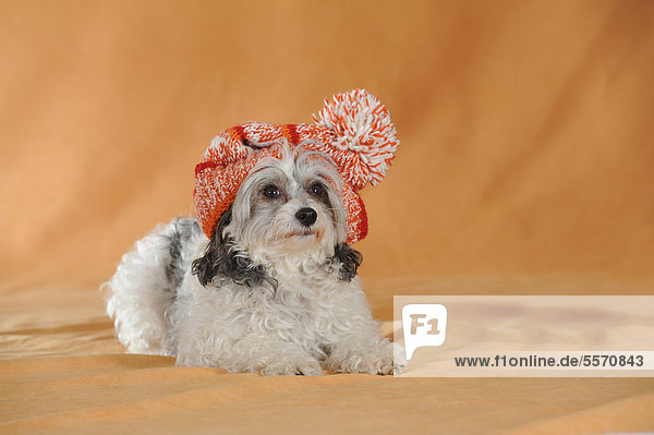 Chinese Crested Hairless Dog  Powderpuff  Chinesischer Schopfhund  liegend  hat rotweiße Mütze auf