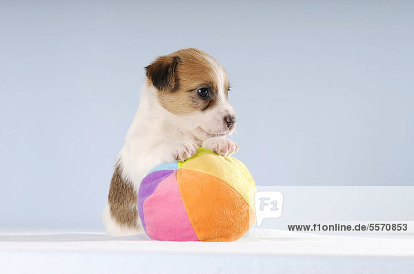 Jack Russell Terrier Welpe  sitzend  mit Pfoten auf buntem Ball