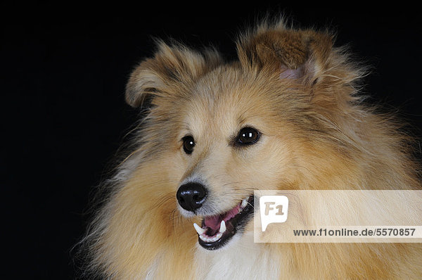 Shetland Sheepdog  Sheltie  Farbe Sable