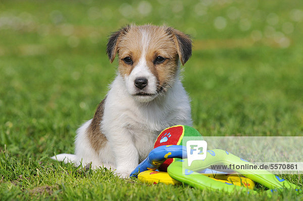 Jack Russell Terrier Welpe  sitzend in Wiese  mit Spielzeug