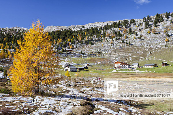 Farbaufnahme Farbe Hütte Europa über Tal Natur Herbst Rückansicht Dolomiten Lärche Trentino Südtirol Italien