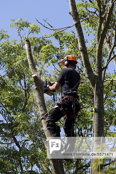 Tree surgeon working high in a tree with a chainsaw  felling tree  Hampshire  England  United Kingdom  Europe