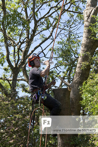 Tree surgeon working high in a tree with a chainsaw felling tree takes a drink from a water bottle  Hampshire  England  United Kingdom  Europe