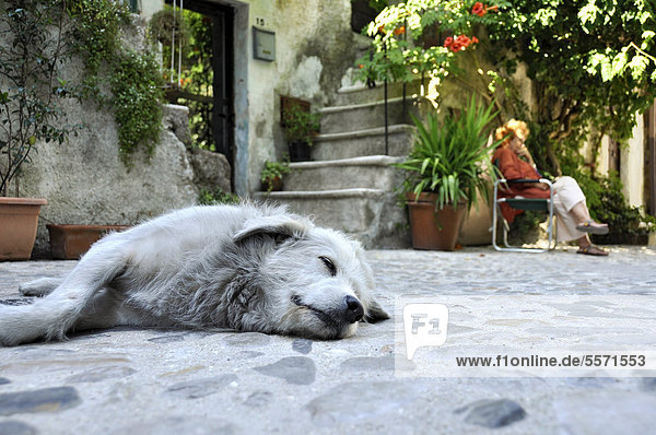 Sleeping dog in front of a house  main street  Via Garibaldi  the medieval town of Vecchia Calcata  valley of Valle del Treja  Lazio  Italy  Europe