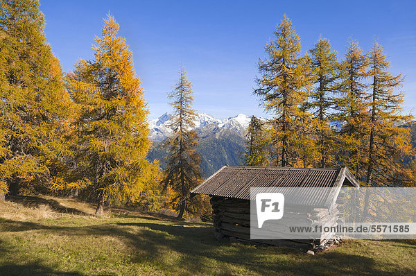 Barn  larch meadows  Obernbergtal  Tyrol  Austria  Europe