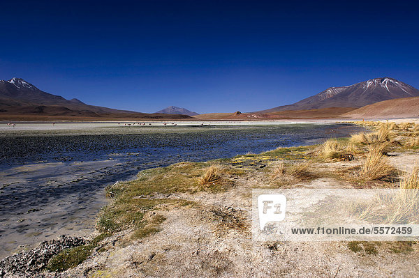 Blaue Lagune mit Flamingos (Phoenicopteriformes  Phoenicopteridae)  Uyuni  Bolivien  Südamerika