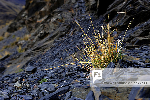 Peruvian Feathergrass (Stipa ichu) on dark lava rocks  Tuni  La Paz  Bolivia  South America