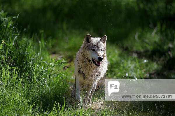 Wolf (Canis lupus)  adult  laufend  durch Wasser  Minnesota  USA