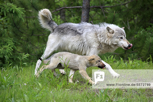 Wolf (Canis lupus)  Muttertier und Jungtier laufen nebeneinander  Minnesota  USA