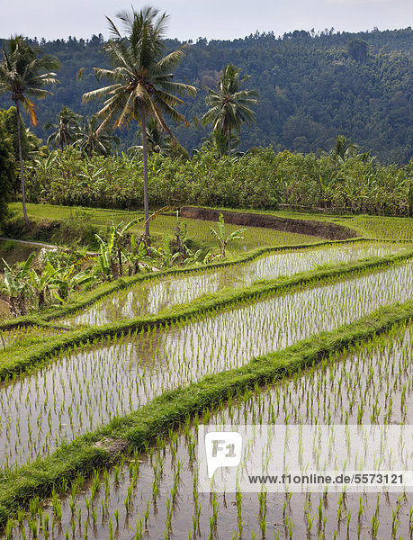 Rice fields near Banjar North Bali Bali Indonesia Southeast Asia Asia