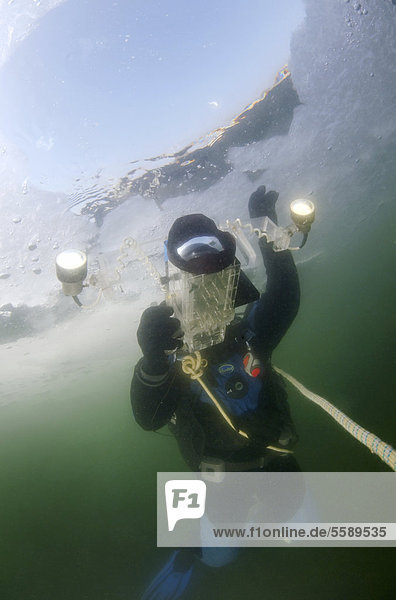 Taucher beim Eistauchen unter dem zugefrorenen Schwarzen Meer vor,  ein seltenes Phänomen,  das zuletzt 1977 auftrat,  Odessa,  Ukraine,  Osteuropa,  Europa