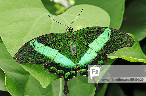 Grüngestreifter Schwalbenschwanz  Grüner Schwalbenschwanz  Neon-Schwalbenschwanz (Papilio palinurus)  Vorkommen in Asien  captive  Nordrhein-Westfalen  Deutschland  Europa