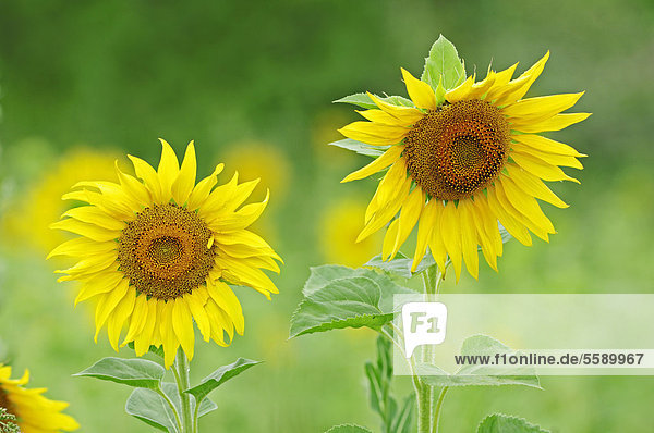 Blühende Sonnenblumen (Helianthus annuus)  Provence  Südfrankreich  Frankreich  Europa