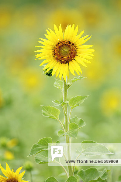 Sunflower (Helianthus annuus)  Provence  Southern France  France  Europe