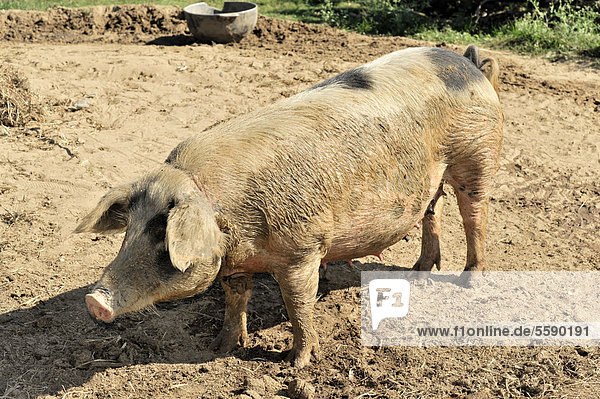 Schwein (Sus scrofa domestica) bei einem Tabakbauern  bei Vinales  Valle de Vinales  Kuba  Mittelamerika  Amerika