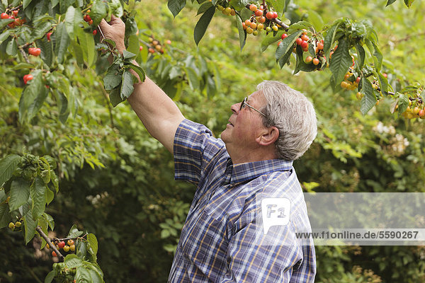 Senior picking cherries  Limburg an der Lahn  Hesse  Germany  Europe