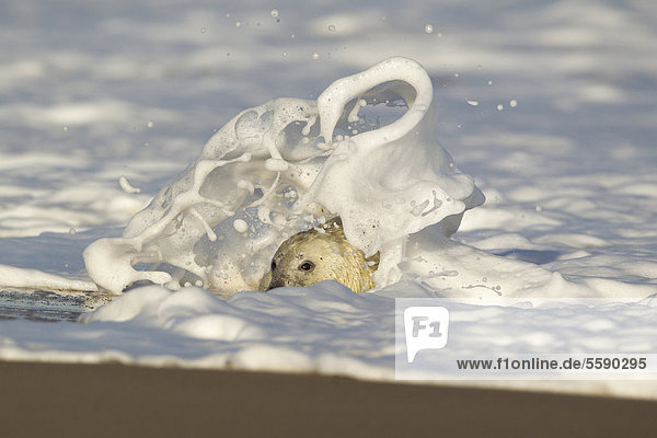 Kegelrobbe (Halichoerus grypus)  Jungtier im weißen Fell  in Brandung am Strand  Horsey  Norfolk  England  Großbritannien  Europa