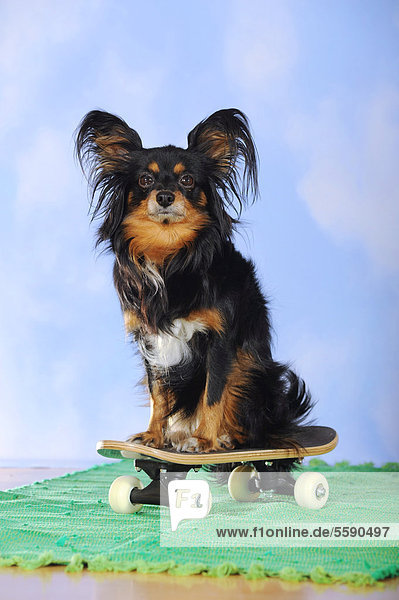 Mischling aus Papillon und Chihuahua  sitzend auf Mini-Skateboard