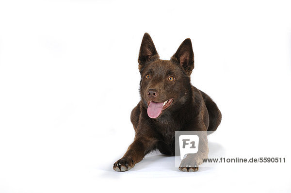 Australian Kelpie  Farbe Schoko  liegend