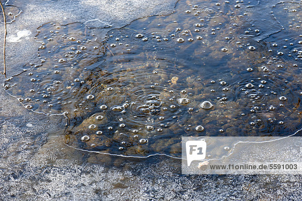Blasen  austretendes Kohlendioxid  sogenannte Mofetten  am Laacher See  Kreis Ahrweiler  Eifel  Rheinland-Pfalz  Deutschland  Europa