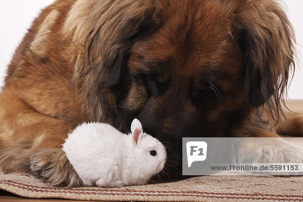 Large Leonberger dog and a young dwarf rabbit