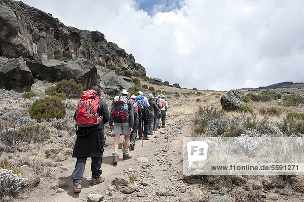 Bergsteigen  Trekking  Gruppe Bergsteiger auf dem Weg nach oben  oberhalb der Baumgrenze auf Pfad nahe der Zebra Rocks  Marangu-Route  Kilimandscharo  Kibo  Mount Kilimanjaro  Tansania  Ostafrika  Afrika