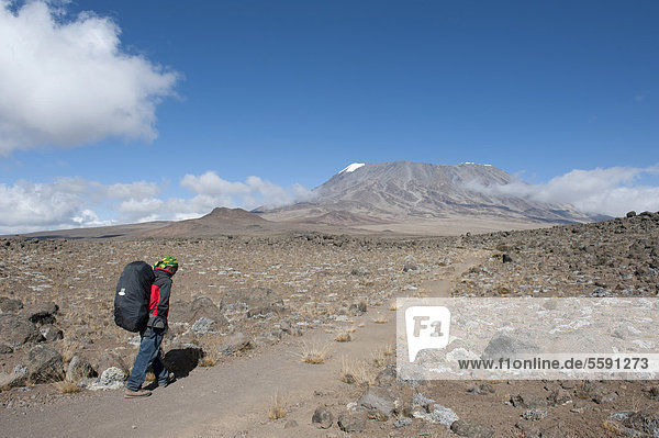 Bergsteiger wandert über den Kibo Sattel Richtung Gipfel des Kilimandscharo  Mount Kilimanjaro  Marangu-Route zwischen East Lava Hill und Kibo Hut  Tansania  Ostafrika  Afrika