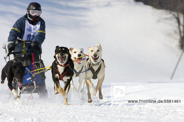 Sled dog race on snow  in Lenk  Bern  Switzerland  Europe