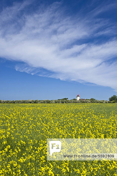 Leuchtturm mit Rapsfeld  Westermarkelsdorf  Insel Fehmarn  Ostsee  Schleswig-Holstein  Deutschland  Europa