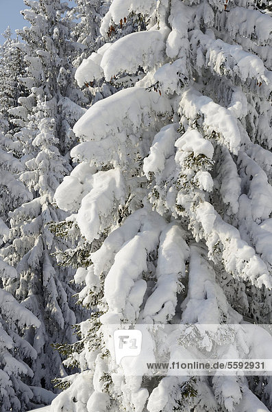 Tief verschneite Fichtenbäume  Gemeine Fichte (Picea abies)  in Winterwald  bei Elbach  Leitzachtal  Bayern  Deutschland  Europa
