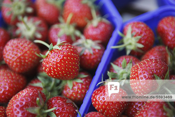 Deutschland  Bremen  Erdbeeren im Tray auf dem Markt  Nahaufnahme