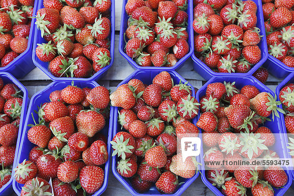 Deutschland  Bremen  Erdbeeren im Tray auf dem Markt