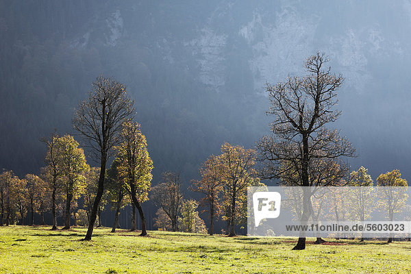 Herbstliche Bäume  Bergahorn  auch Berg-Ahorn (Acer pseudoplatanus)  Großer Ahornboden  Eng-Tal  Rißtal  Karwendel-Gebirge  Tirol  Österreich  Europa
