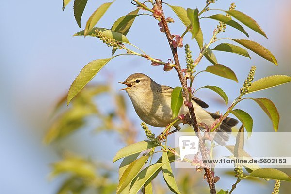 Willow Warbler (Phylloscopus trochilus) perching on branch