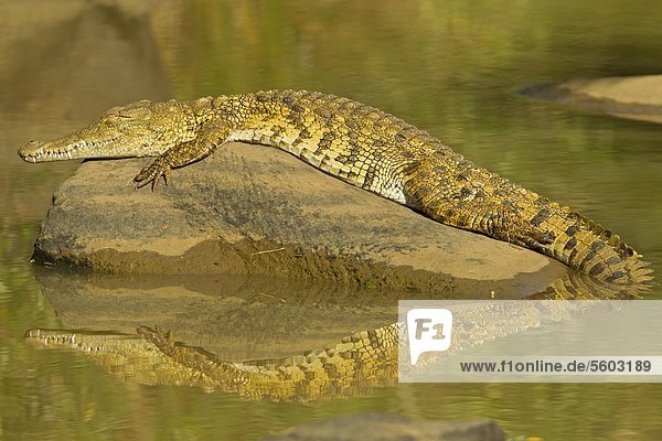 Nilkrokodil (Crocodylus niloticus) im Wasser  Hluhluwe-Umfolozi-Park  Südafrika