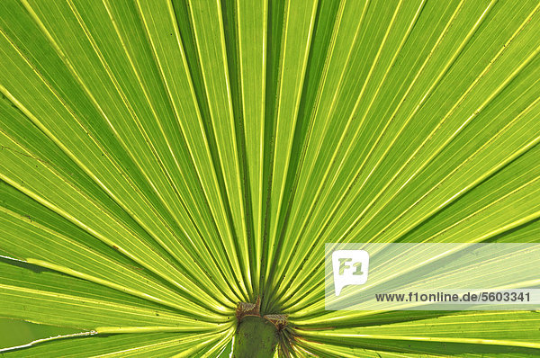Saw Palmetto (Serenoa repens)  leaf detail  Myakka River State Park  Florida  USA  North America