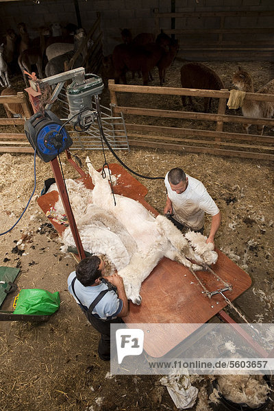 Alpaka (Lama pacos) ausgewachsenes Tier wird vom Bauern auf dem Tisch geschoren England Großbritannien Europa
