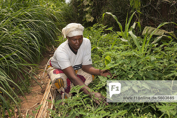 Frau beim Jäten eines Gemüsegartens  Ruanda  Afrika