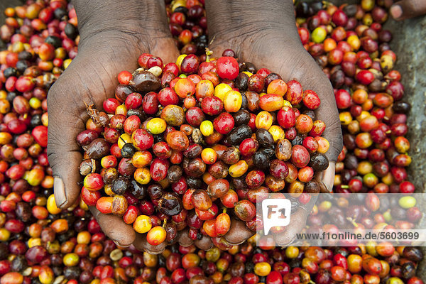 Coffee (Coffea sp.) crop  farmer holding unshelled coffee beans  Rwanda  Africa