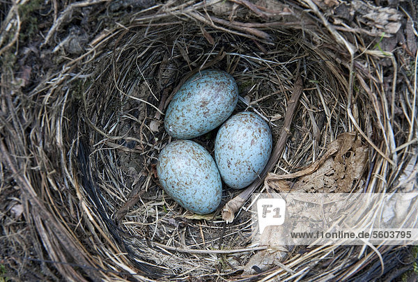 Amsel (Turdus merula)  drei verlassene Eier in einem Nest  Norfolk  England  Großbritannien  Europa