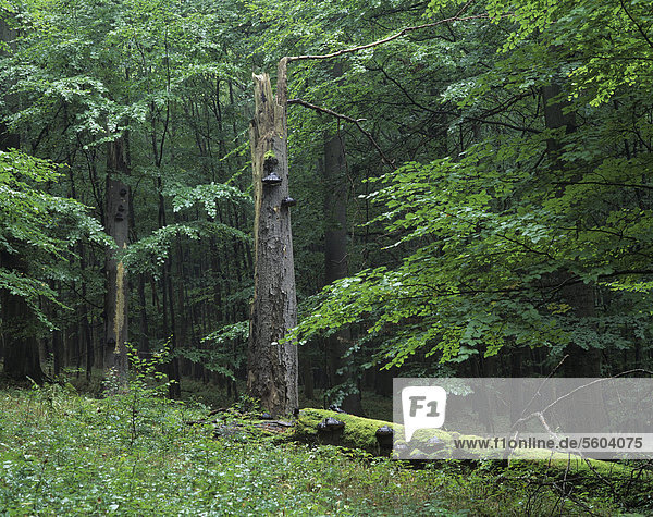 Rotbuchenwald (Fagus sylvatica) mit stehendem und liegendem Totholz  UNESCO Weltnaturerbe Nationalpark Hainich  Thüringen  Deutschland  Europa
